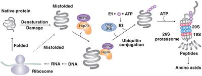 Protein Quality Control by Molecular Chaperones in Neurodegeneration